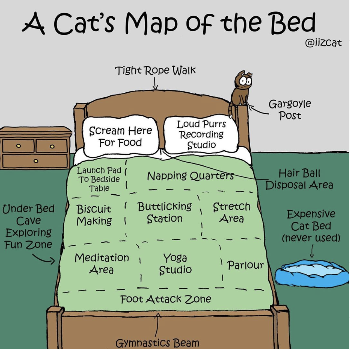 A cat’s map of the bed