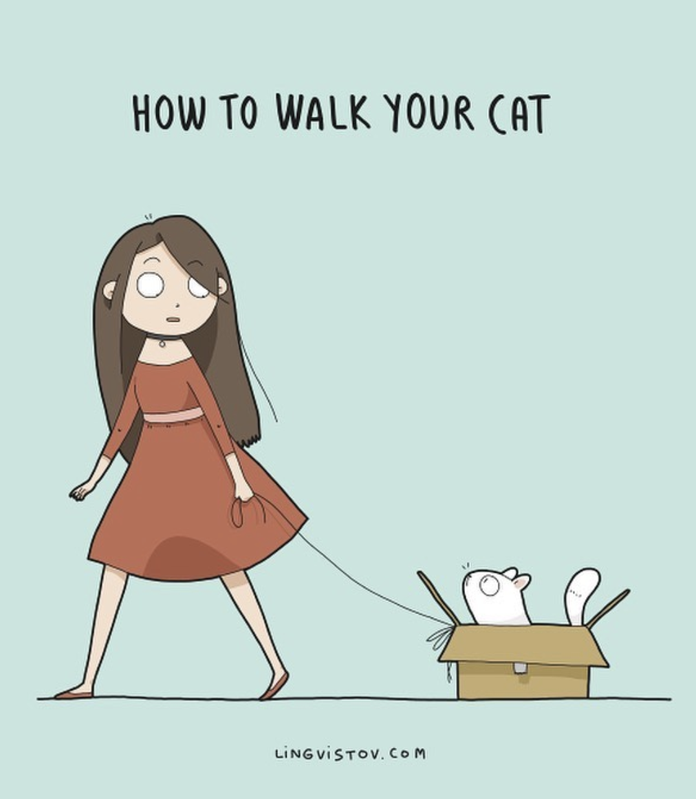 How to walk your cat